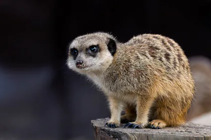 B17a8762 avec accentuation bruit