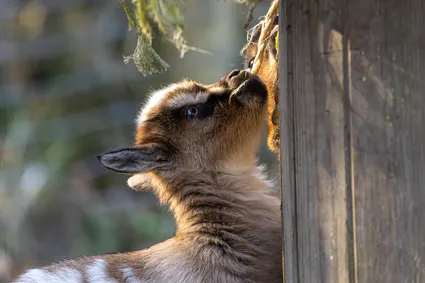 B17a8415 avec accentuation bruit