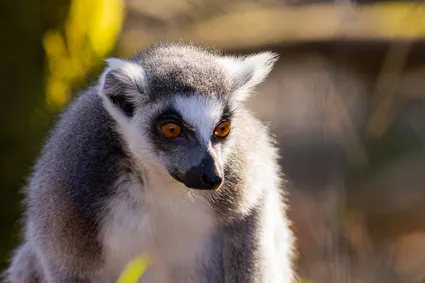 B17a8235 avec accentuation bruit