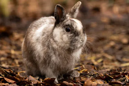 B17a7582 avec accentuation bruit