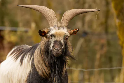 B17a7542 avec accentuation bruit