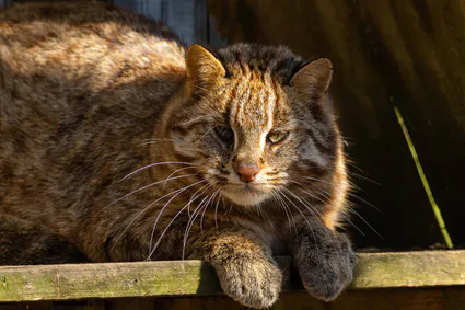 B17a8061 avec accentuation bruit