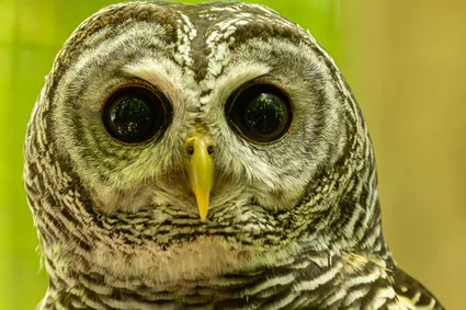 B17a2763 avec accentuation bruit