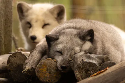 B17a7023 avec accentuation bruit