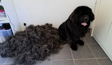 2ieme toilattage juin 2023 31