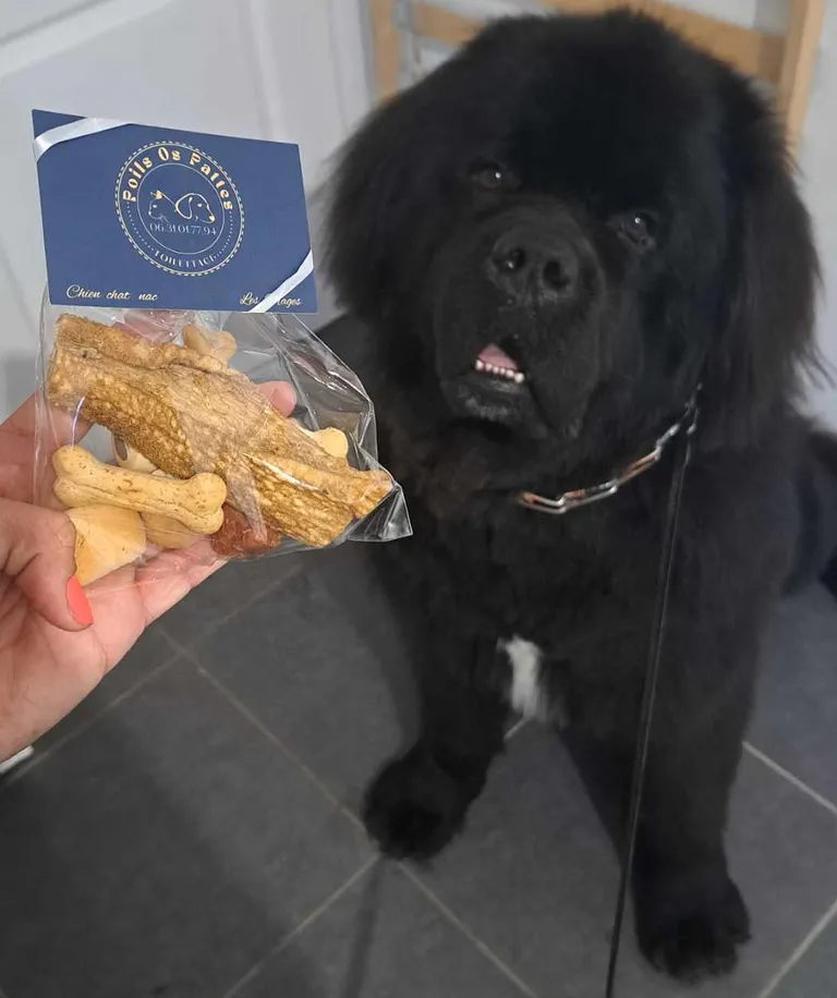 1er toilettage 06 10 2