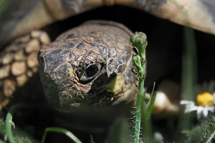 Photo portrait tortue terrestre hd 1080p