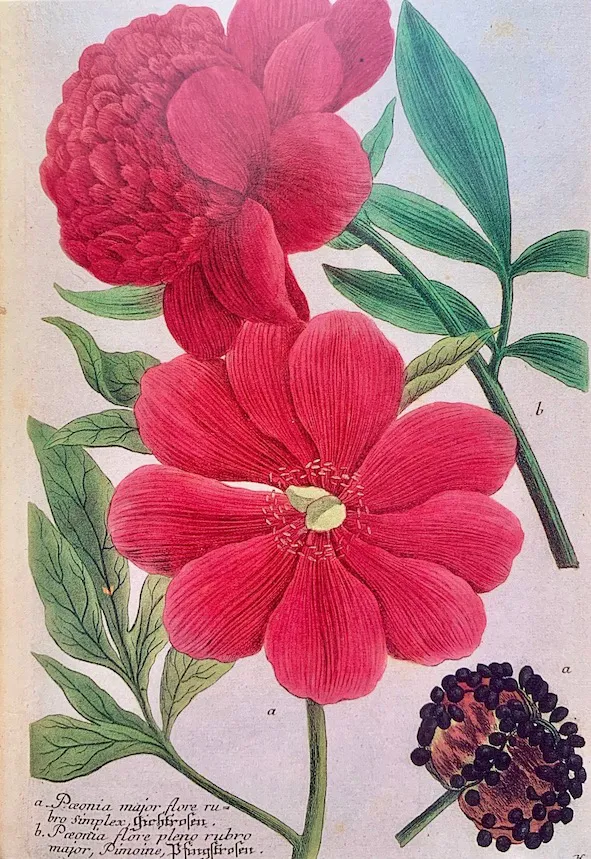 Phytanthoza iconographia