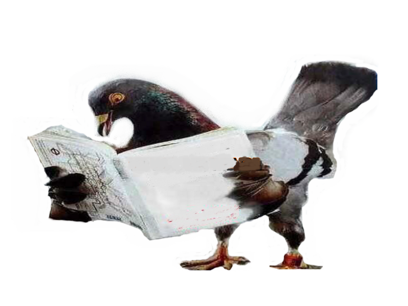 Copie de pigeon texte