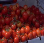Tomates