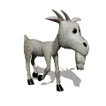 Chevre11
