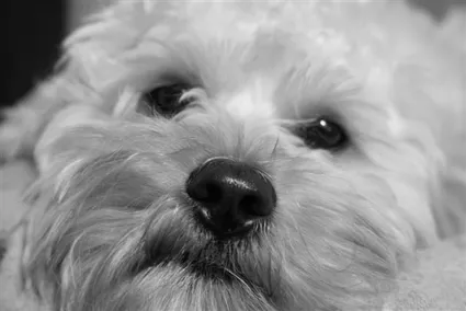 25eme lucie et serge 009