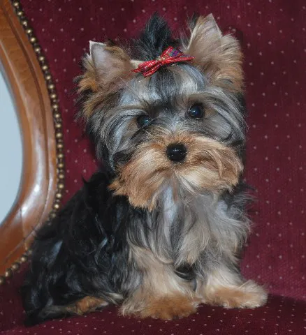 Dsc 0045 affichage web moyen