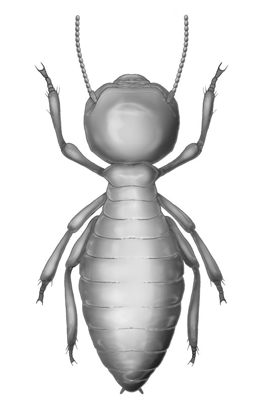 Termite 2