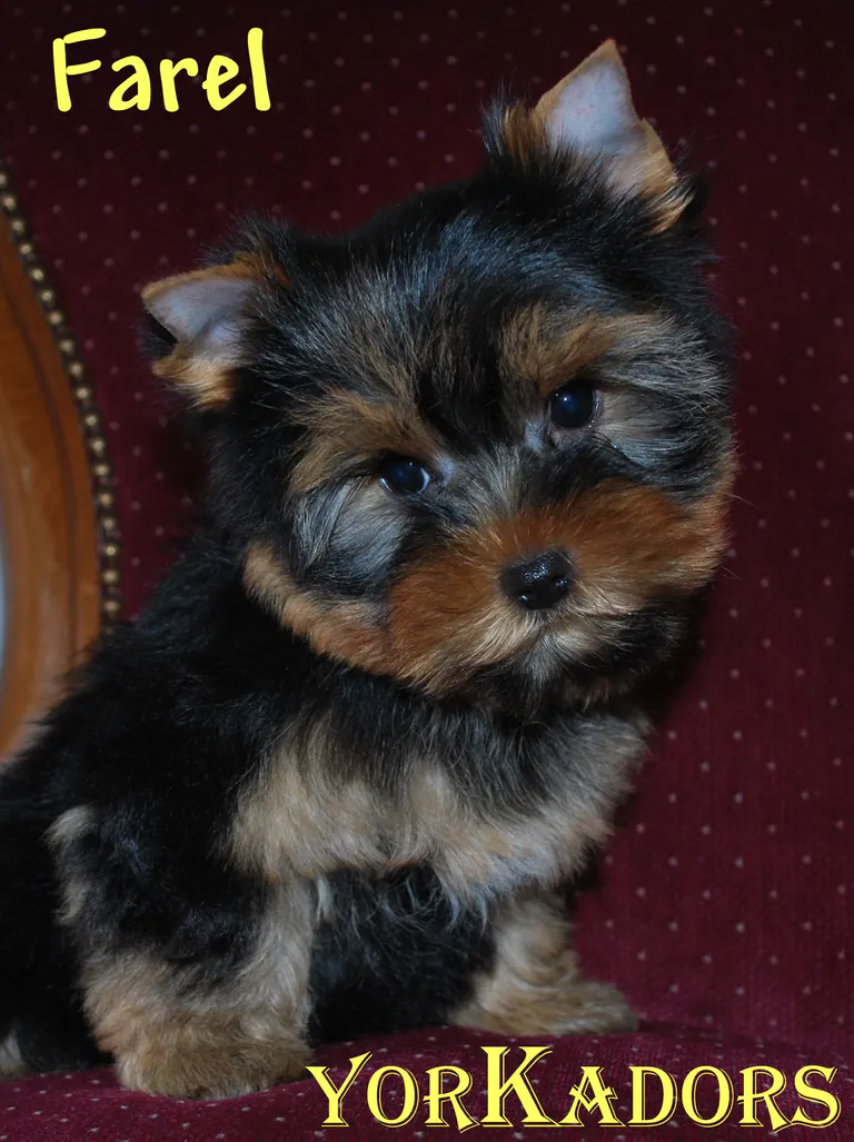 Farel cibes1610106111