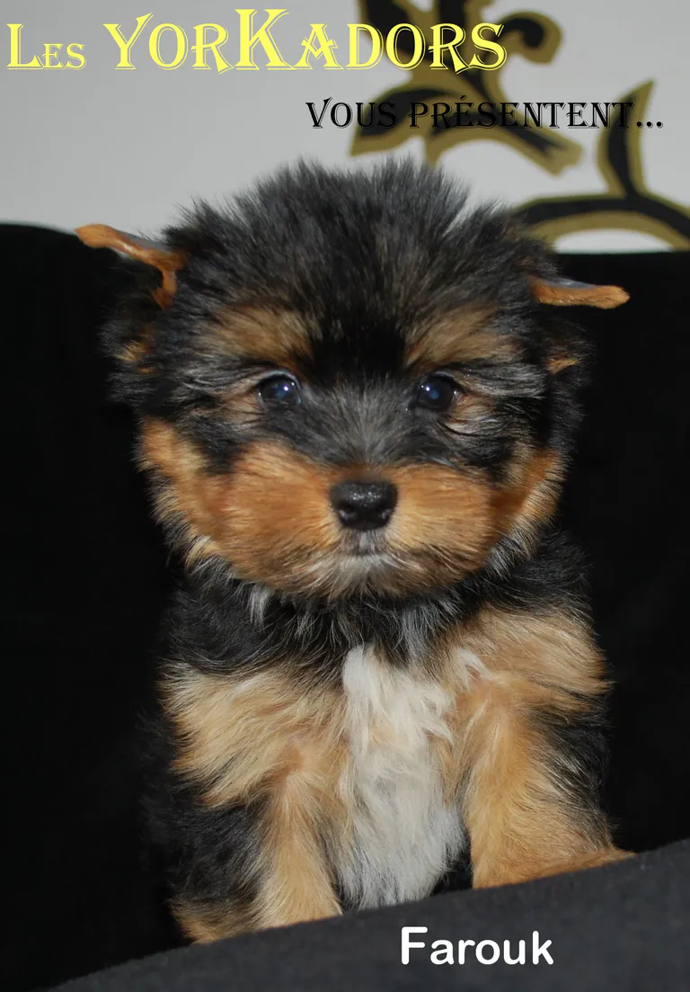 Farouk emarch411106111