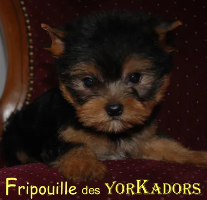 Fripouille emarch411106111