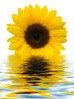 Stock photo sunflower with water reflection 6040507