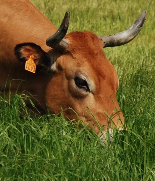 Mange de l herbe 02