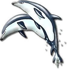 Duo dauphins