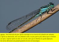 Photo agrion