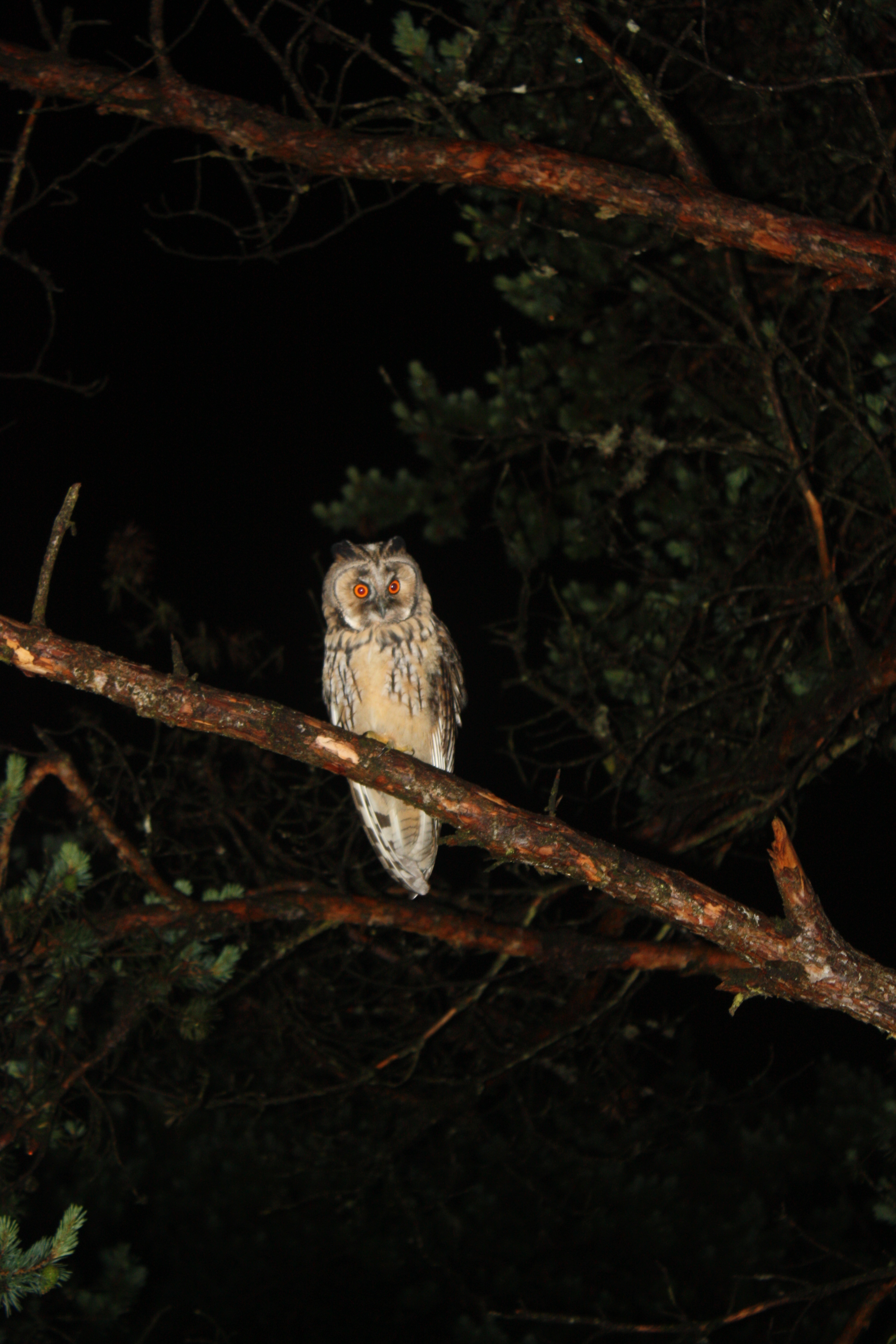 Hibou moyen duc