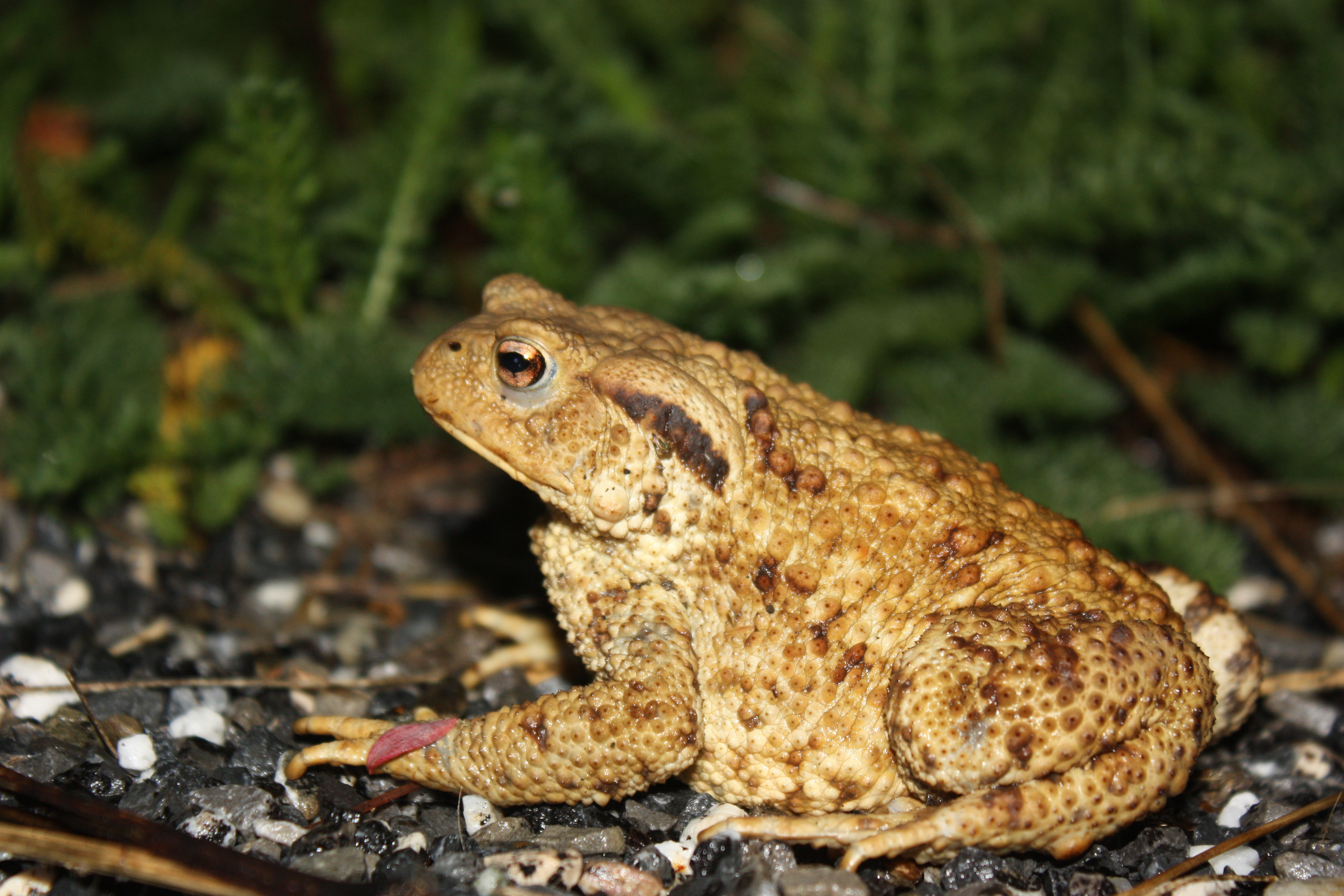Crapaud commun 1 cote