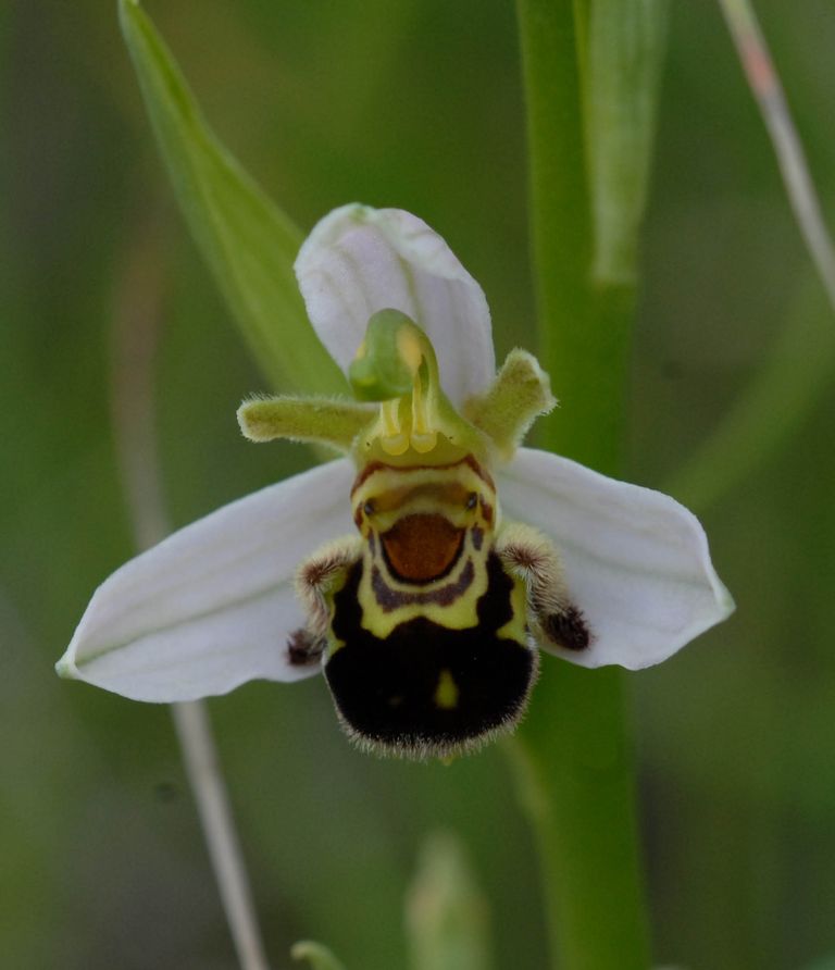 Ophrys abeille ophrys apifera 12 06 10
