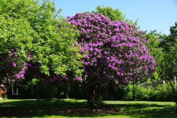 Les Rhododendrons 85 ans