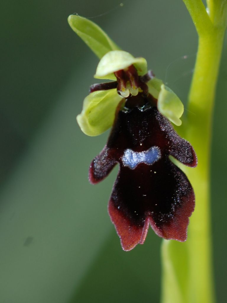 Ophrys mouche ophrys insectifera 04 05 12 1 