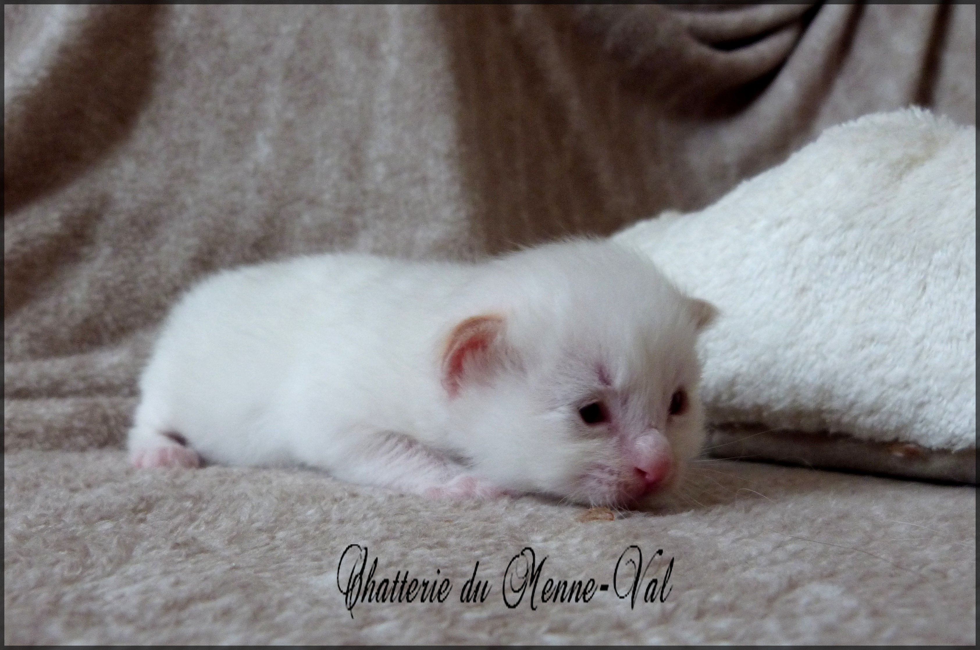 Male honey heart glantinexgive me