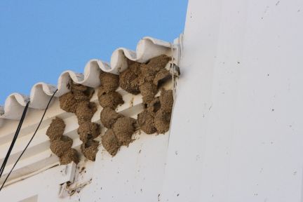 nids d'hirondelles en Espagne