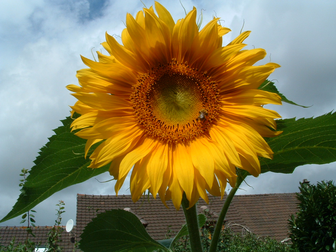 Soleil sous l orage 2 