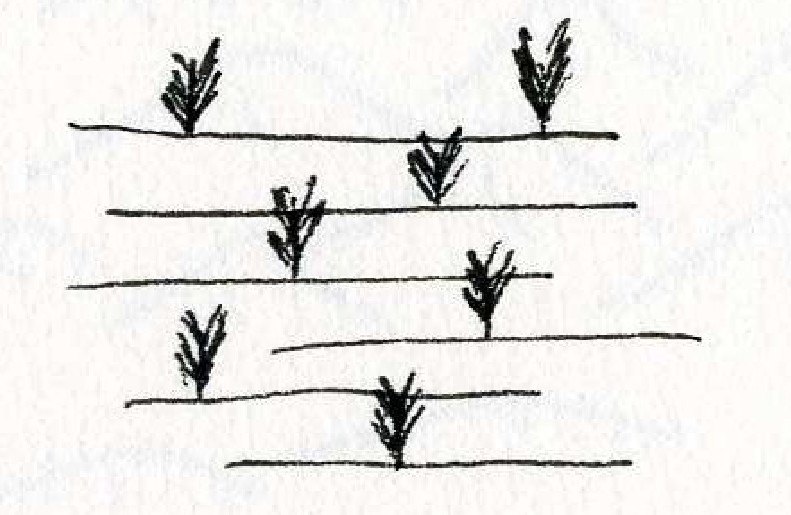 Plantation2