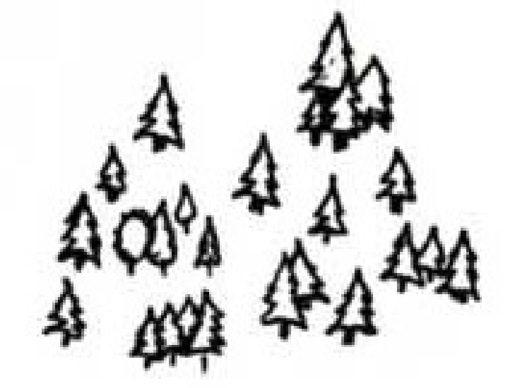 Foret2