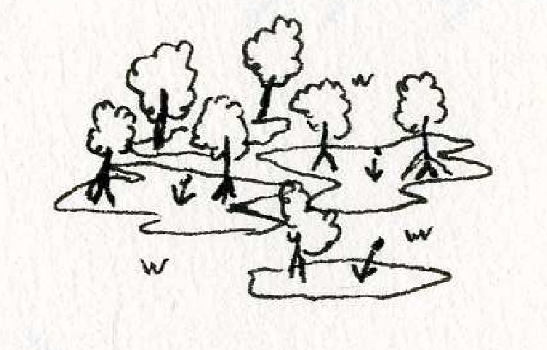 Foret7