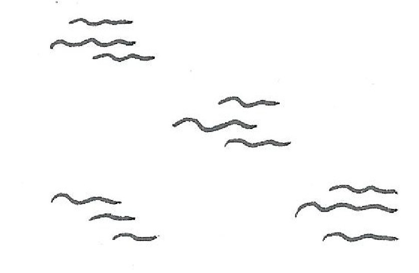 Mer5