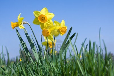 9454802 beaucoup de fleurs jonquille sur un pre au printemps