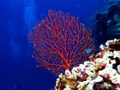 Feather star with bulbles