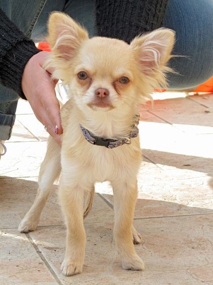 HIGGY, Chihuahua, 5 mois