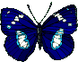 Papillon 5