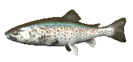Animatedtrout 51