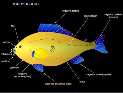 Morphologie du poisson