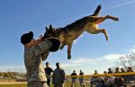 Military dog handler demonstrates attack dog