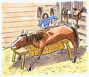 Horse massage 1 