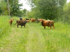 Bovins de race Highlands Cattle
