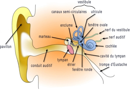 Anatomie Oreille