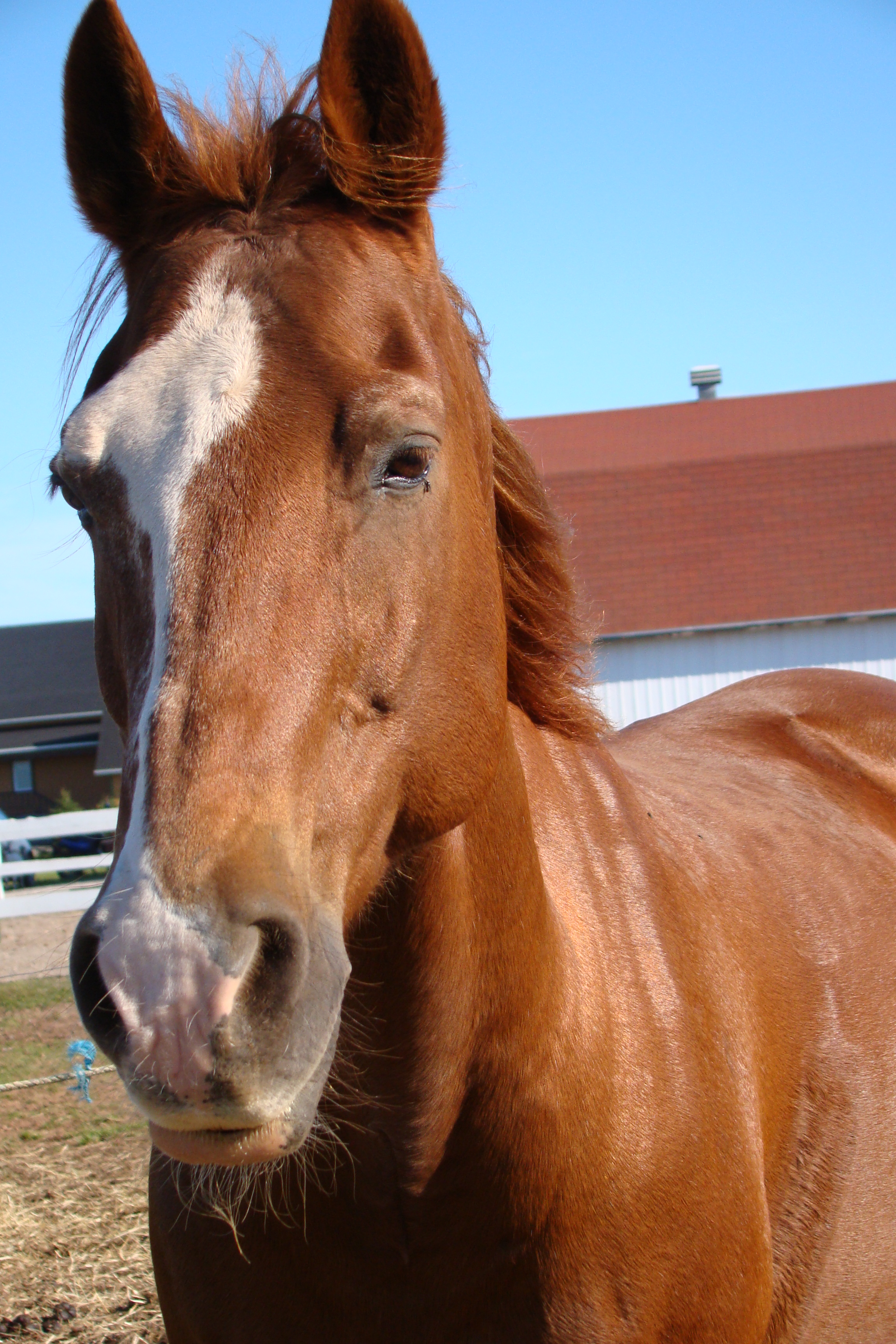 Equitation aux Iles de la Madeleine Chum