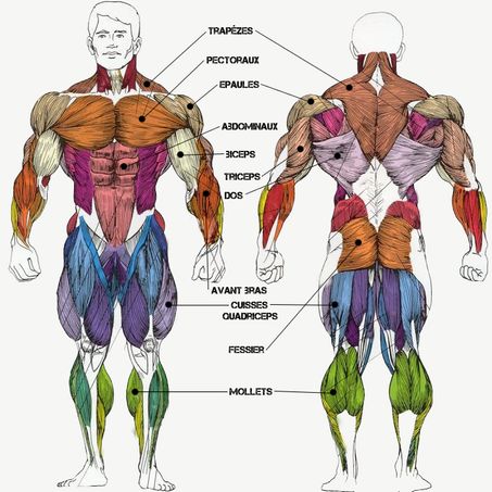 Anatomie muscle