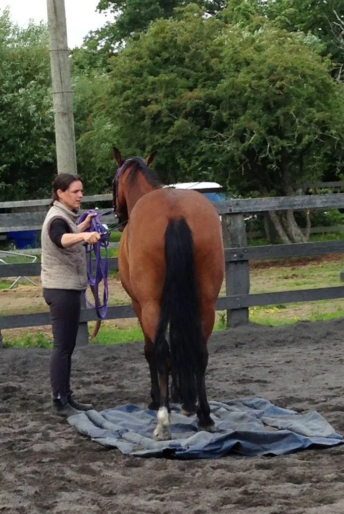 Stage éthologie et travail à pied 3h